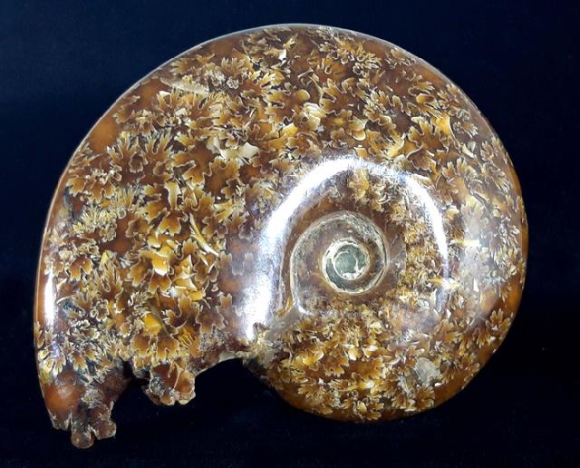 Cleoniceras (Grycia) cf. besairiei COLLIGNON 1949 - Bild © FossNet FossilienStore